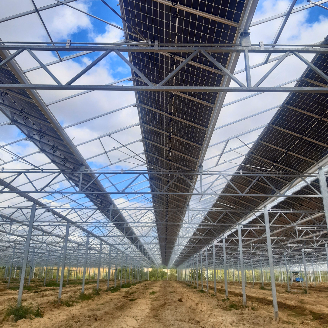 Wnętrze szklarni w trakcie budowy, widok od dołu na długie pasy paneli fotowoltaicznych zamontowanych na kratownicach dachowych oraz stalową konstrukcję