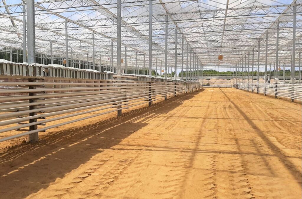 Wnętrze budowanej szklarni Citronex z widoczną strukturą stalową.