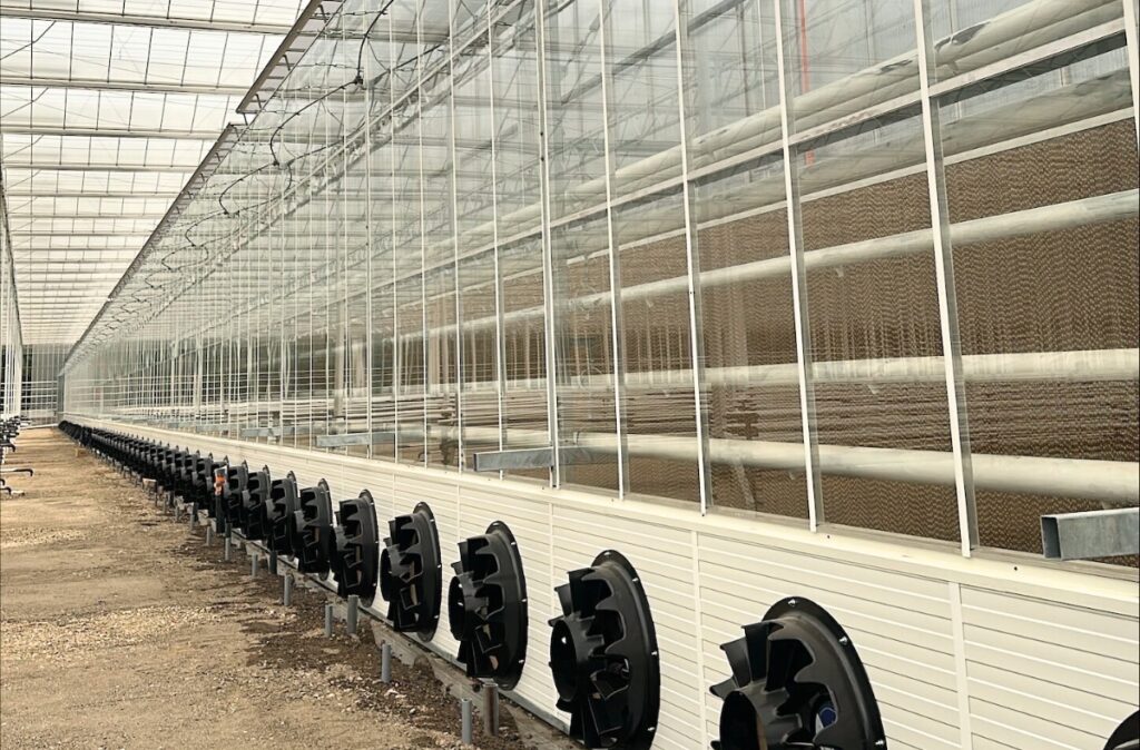 Wnętrze szklarni semi-closed z widoczną linią wentylatorów korytarza klimatycznego.
