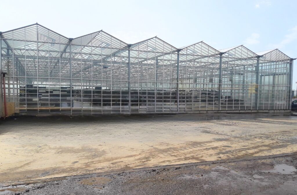 Zespół naw szklarni szklanej po zakończeniu prac konstrukcyjnych.
