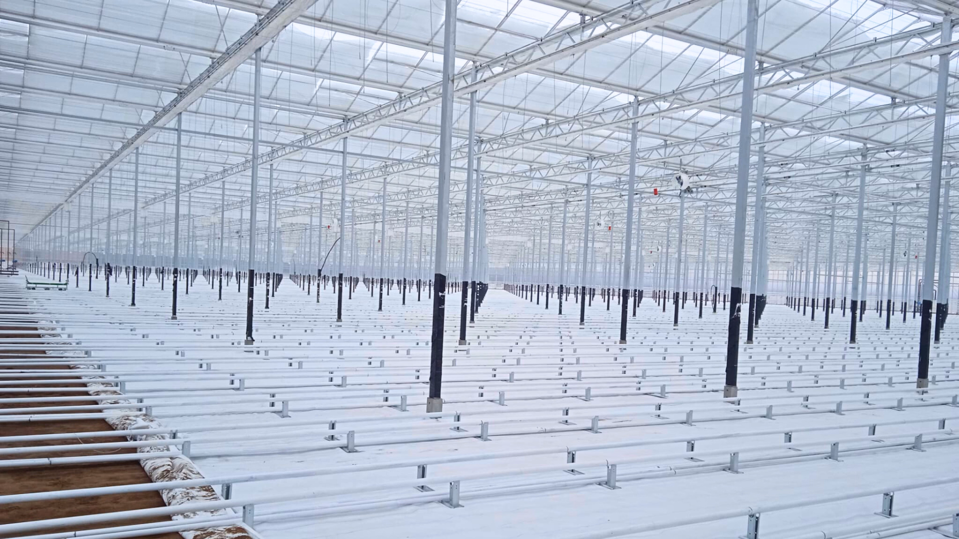ystem uprawowy wewnątrz produkcyjnej szklarni Sandwich.