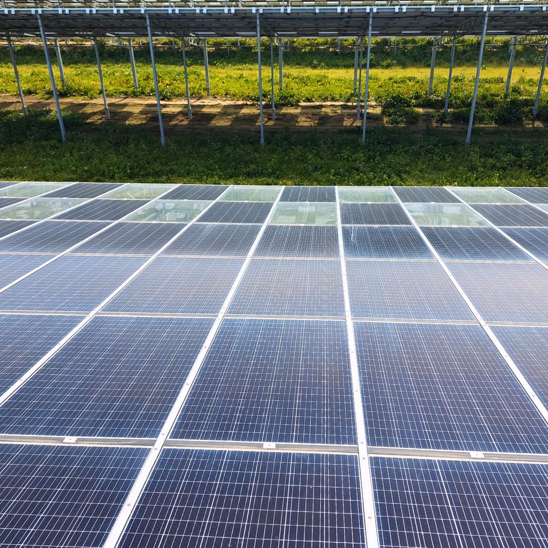 Widok na panele PV stanowiące zadaszenie szklarni uprawowej.