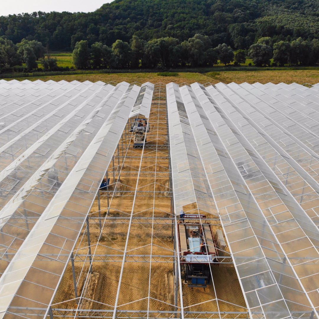 Szklenie dachu szklarni. 