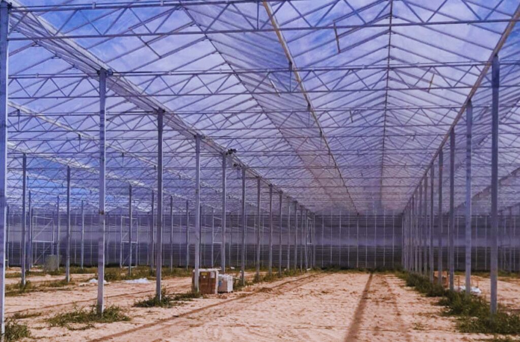 stalowa konstrukcja nośna i układ naw przygotowany pod intensywną uprawę.