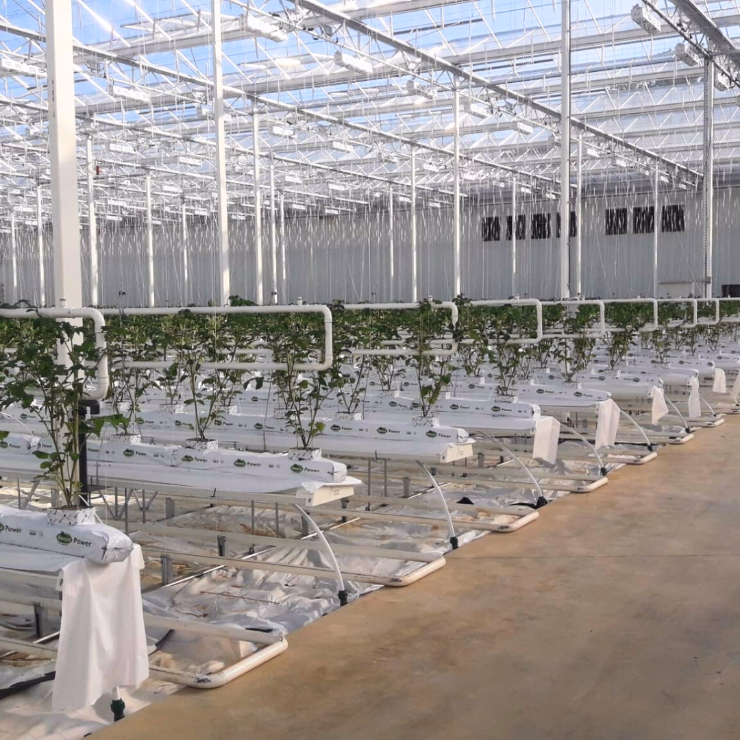 System centralnego ogrzewania w szklarni - rury grzewcze wzdłuż rzędów uprawnych.