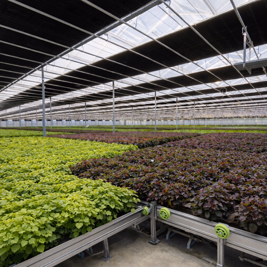 System poziomych kurtyn cieniujących w szklarni uprawowej.