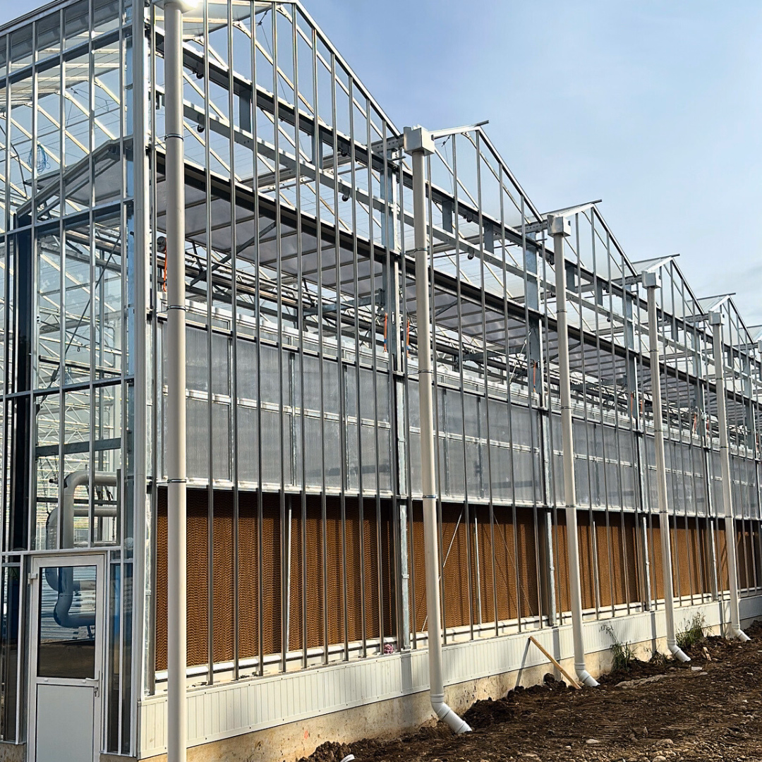 Szklarnia półzamknięta z systemem chłodzenia i panelami chłodzącymi na ścianie bocznej.