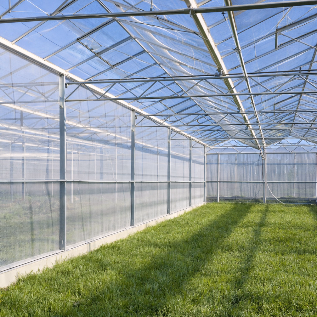 Siatki na owady zamontowane w ścianach bocznych szklarni.