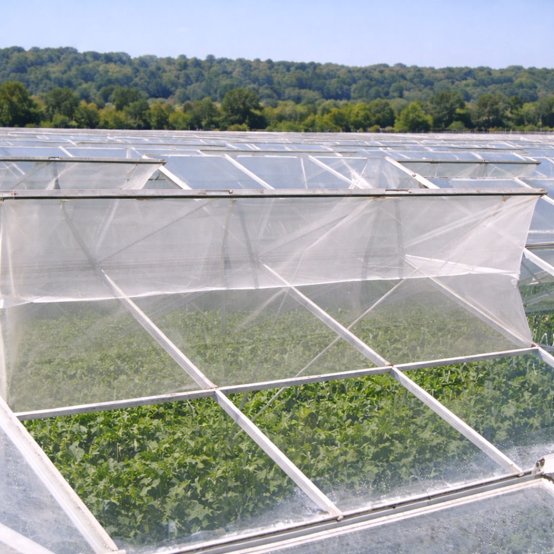 Siatki na owady zamontowane w wietrznikach dachowych szklarni.